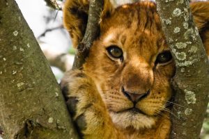 energy healing for animals